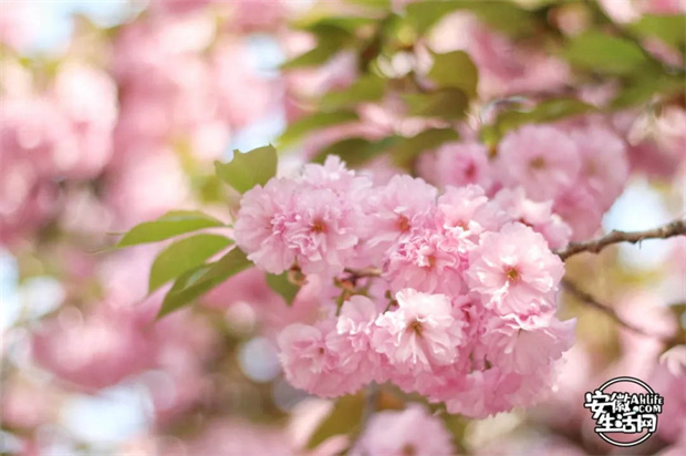 ag�ٷ�����ƽ̨(����)��ҳ