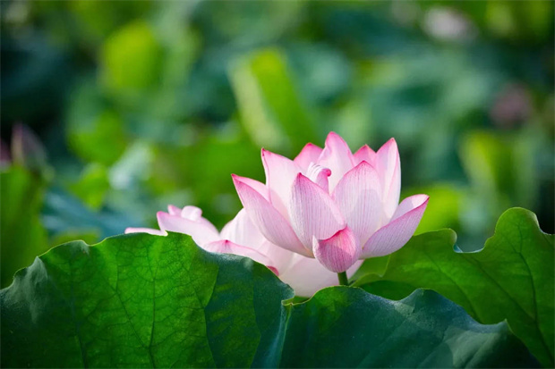 ag�ٷ�����ƽ̨(����)��ҳ